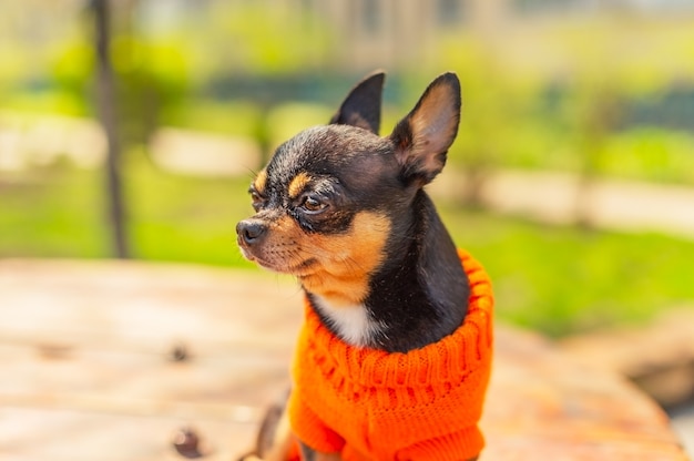 Chihuahua est assis sur le banc. chihuahua a un look effronté. Couleur noir-brun-blanc du chihuahua