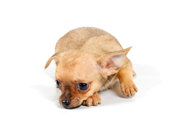 Le chihuahua est un chiot drôle.