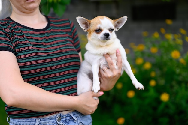 Chihuahua est sérieux en tant qu'hôtesse Chihuahua adulte est assis sur ses mains Chien à l'extérieur dans le jardin d'été