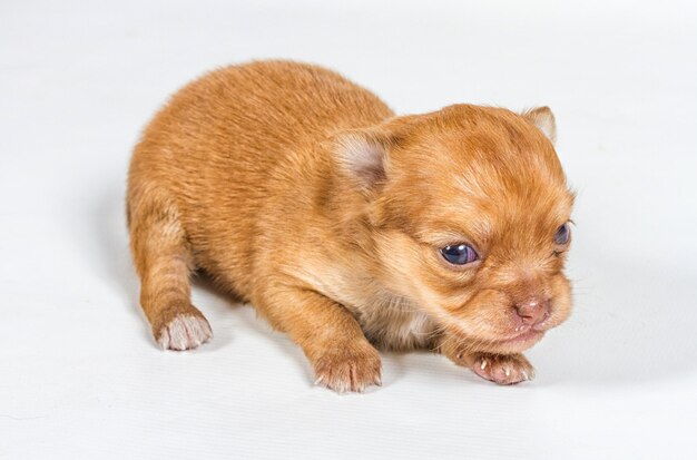 Un chihuahua sur fond blanc