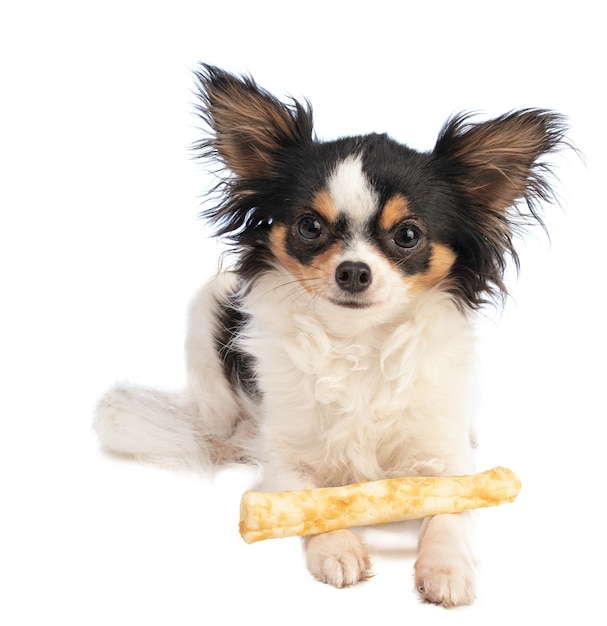 Chihuahua avec une gâterie moelleuse