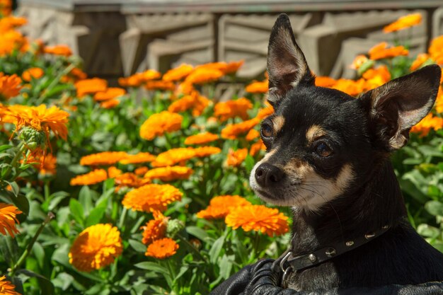 Un chihuahua en gros plan devant des fleurs d'orange dans un parc