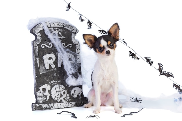 Chihuahua à Halloween avec décor de pierre tombale sur salle blanche