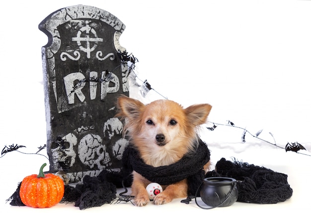 Chihuahua à Halloween avec un décor de pierre tombale
