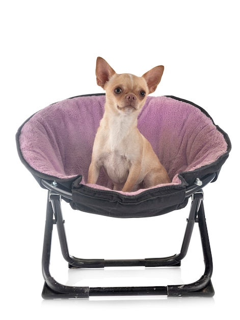 Chihuahua isolé