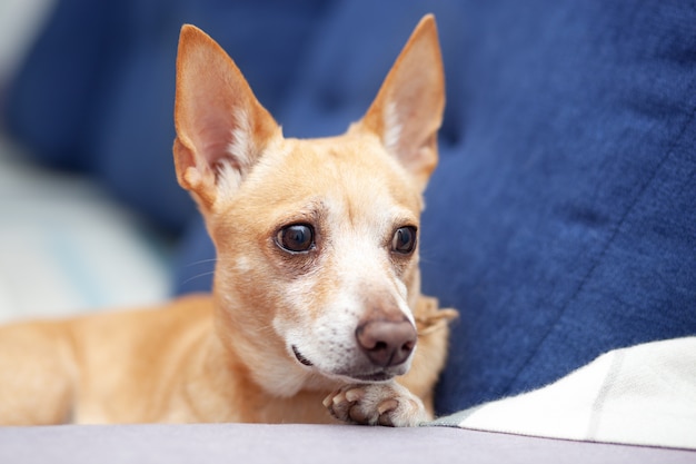 Chihuahua à la maison allongé sur un canapé bleu dans le salon. chien roux dormant sur le canapé. animal reposant sur le canapé. chien mignon. chien intelligent calme se trouve sur un canapé confortable et attend le propriétaire du travail. Concept d'animaux