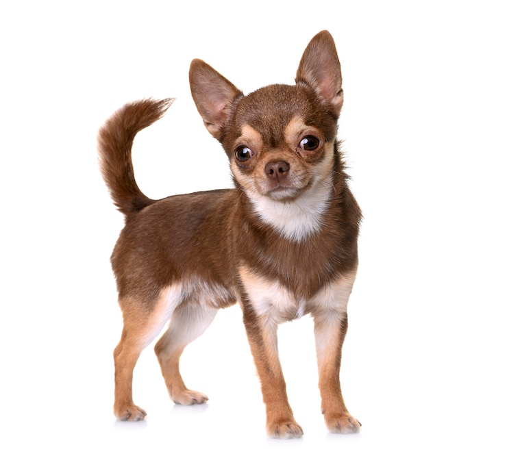 Photo chihuahua marron en studio