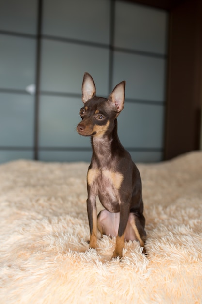 Chihuahua minuscule noir sur le lit