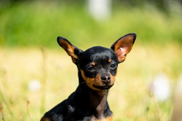 Un chihuahua noir