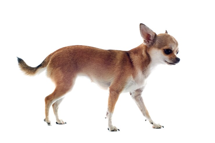 Photo chihuahua à pied