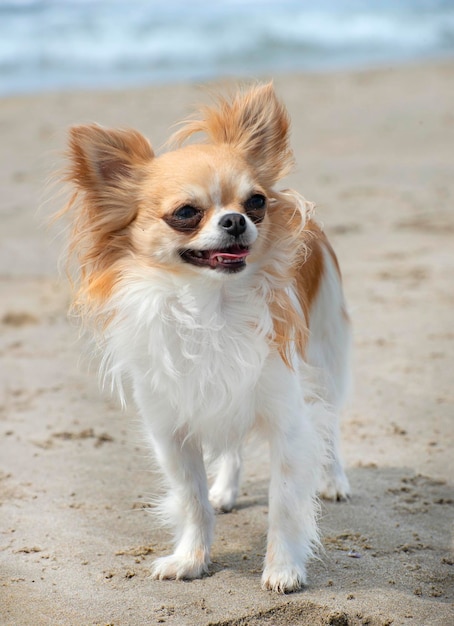 Photo chihuahua et plage