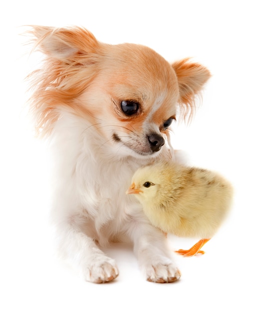 Chihuahua et poussin