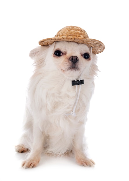 Chihuahua avec sombrero sur fond blanc