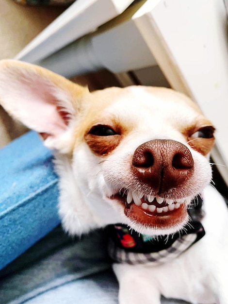 Photo le chihuahua souriant