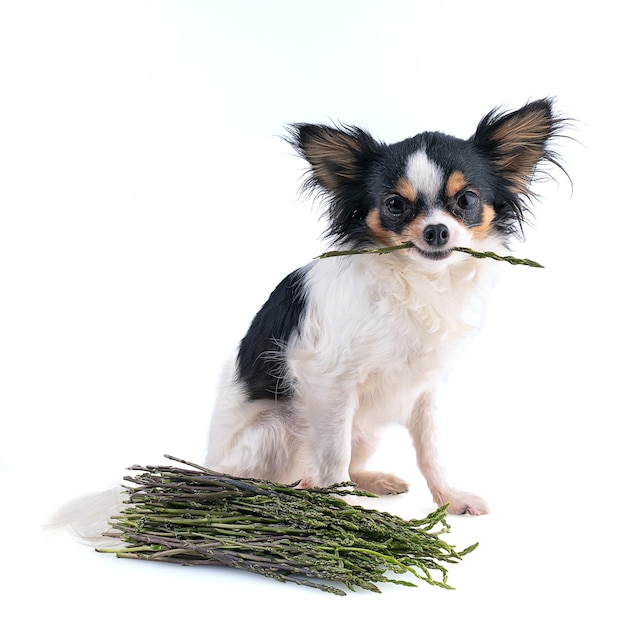 Chihuahua tenant une asperge dans sa bouche sur un fond blanc