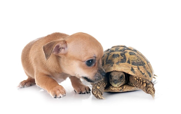 un chihuahua et une tortue sur un fond blanc