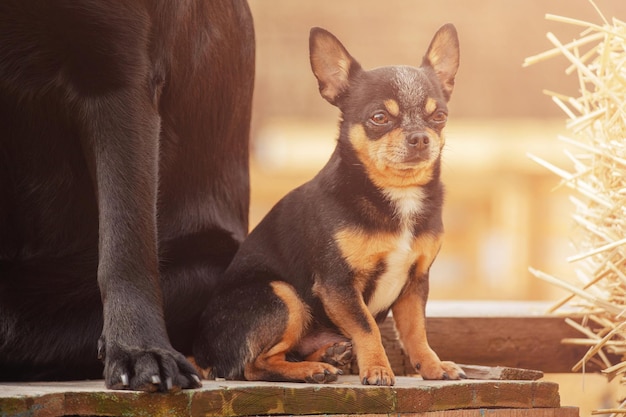 Chihuahua tricolore à côté d'un gros chien Animaux animal de compagnie
