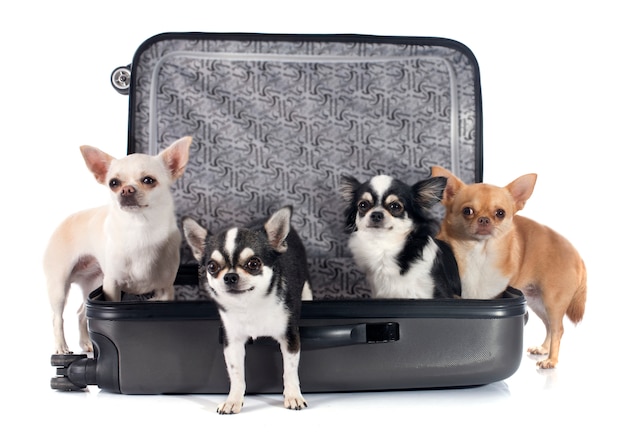 chihuahua et valise