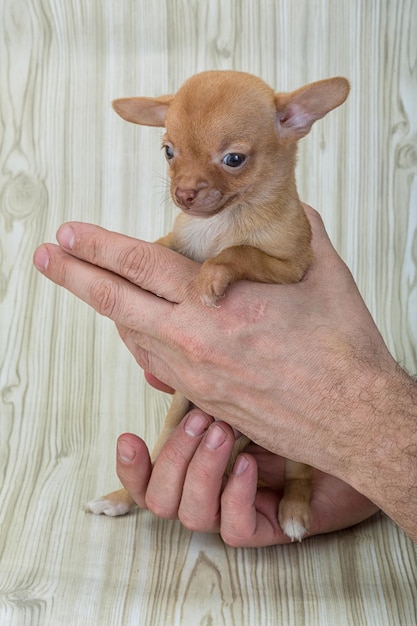 chihuahua