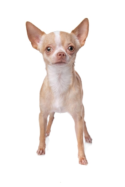 chihuahua