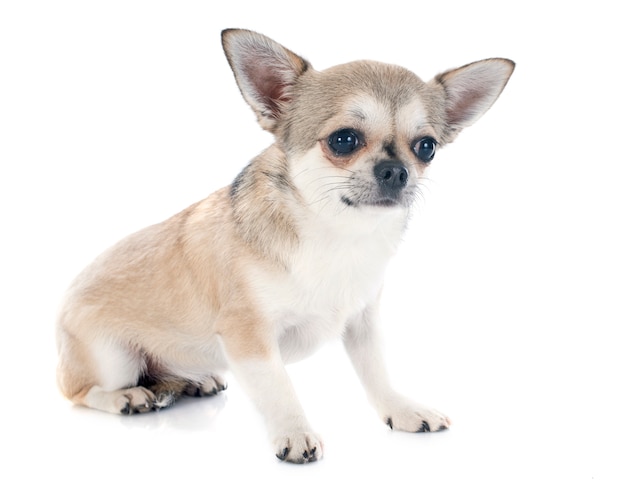 chihuahua