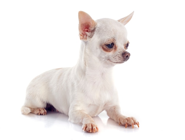 chihuahua