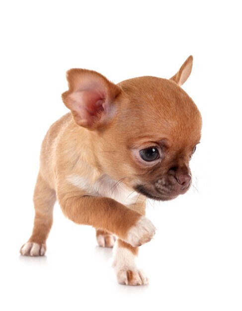 Chihuahua