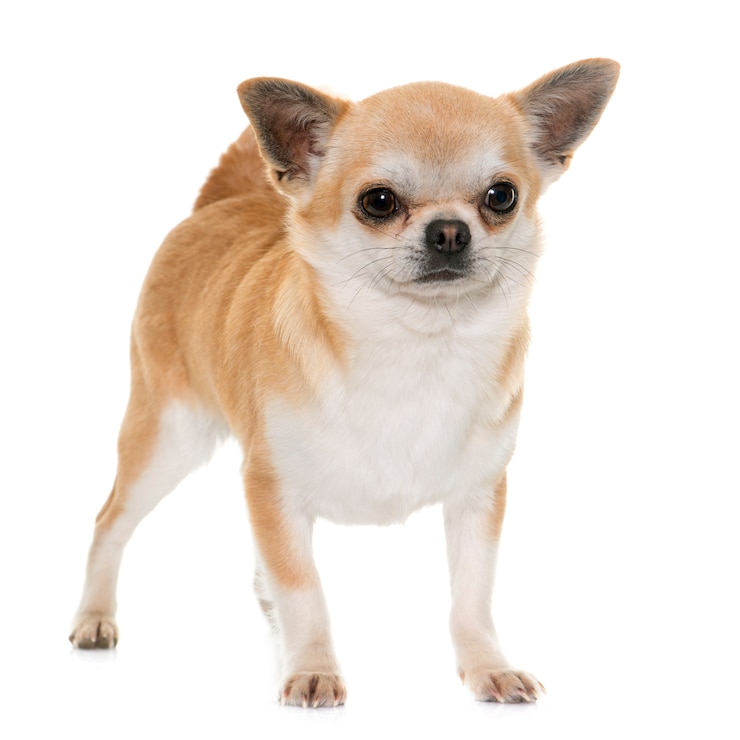 Photo chihuahua
