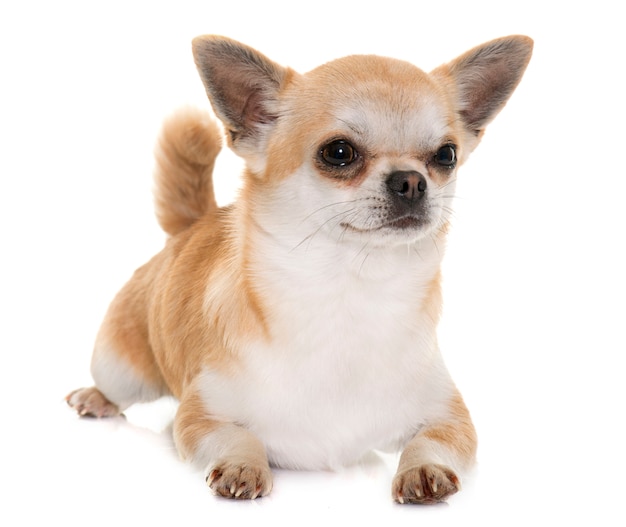 chihuahua