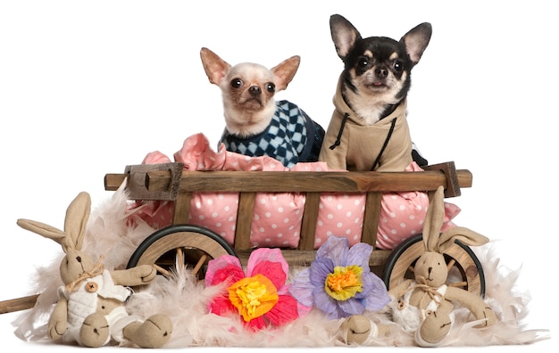 Chihuahuas assis dans un chariot pour chien avec des animaux en peluche