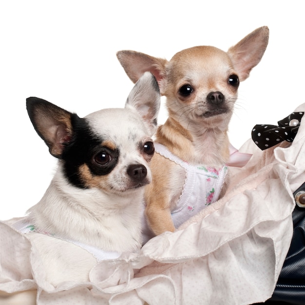 Chihuahuas sur blanc