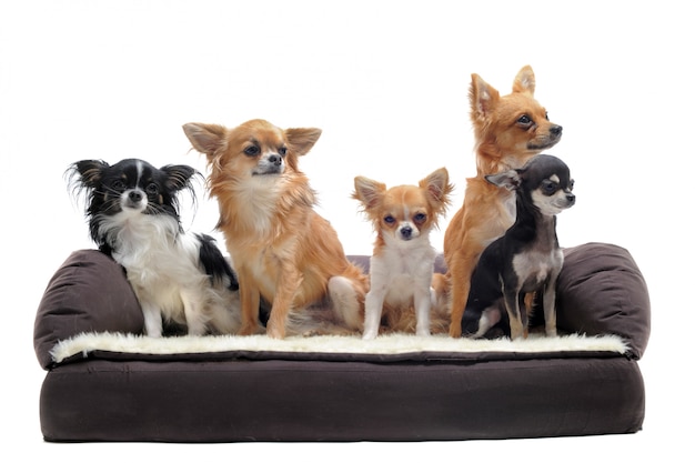 Chihuahuas sur canapé