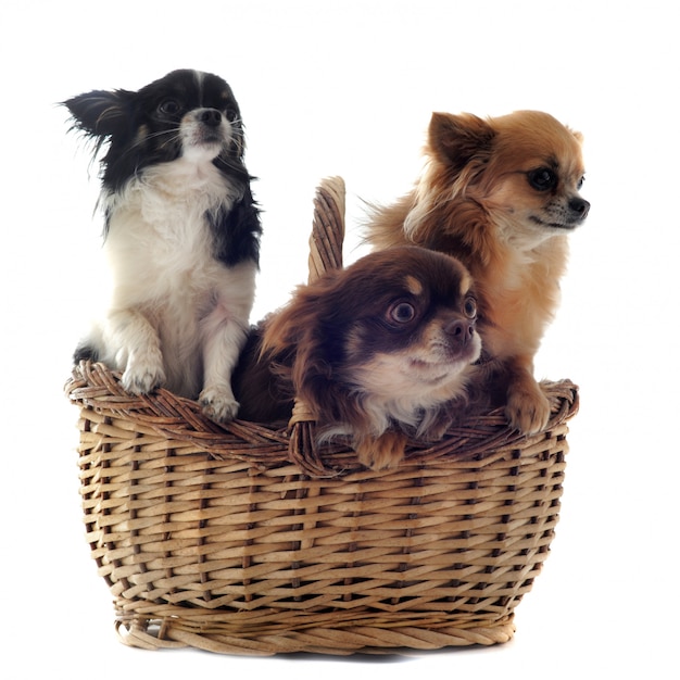 Chihuahuas dans le panier