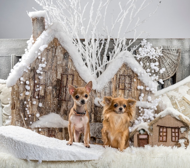 Chihuahuas devant un décor de Noël