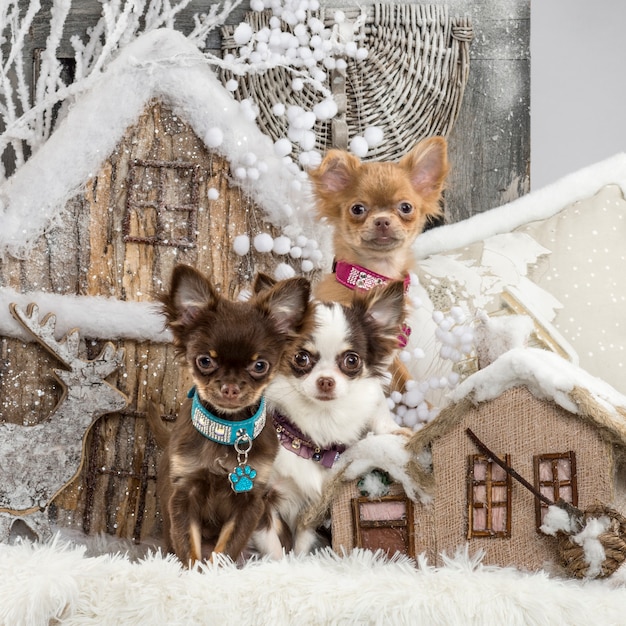 Chihuahuas devant un décor de Noël