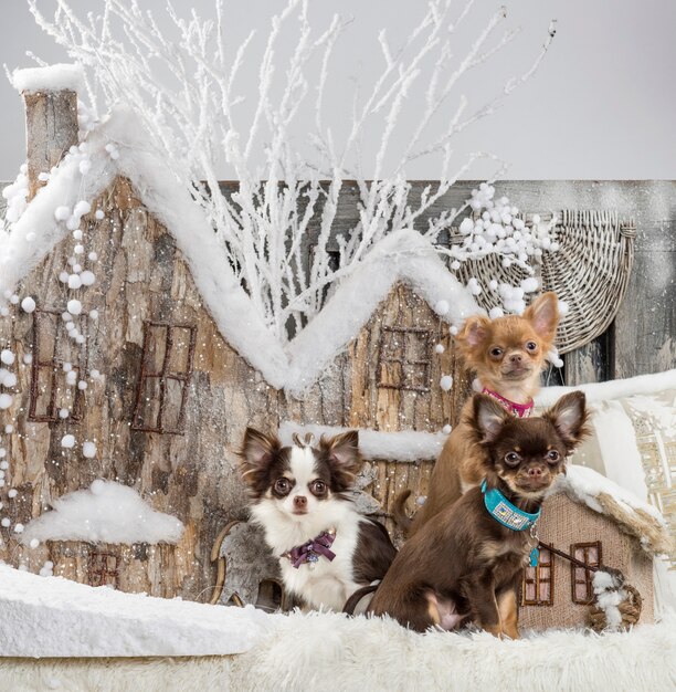 Chihuahuas devant un décor de Noël