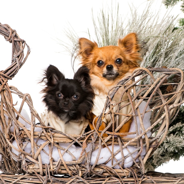 Chihuahuas devant un décor de Noël