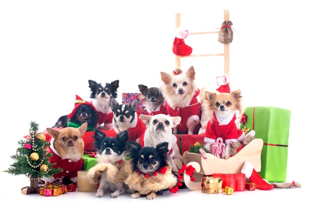 chihuahuas de noël