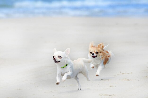 Photo les chihuahuas et la plage