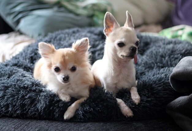 Photo chihuahuas pluvieux et ensoleillé