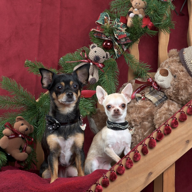 Chihuahuas posant, dans des décorations de Noël