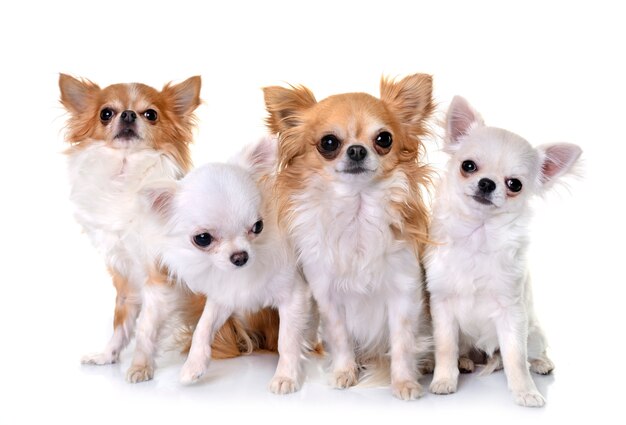 chihuahuas en studio