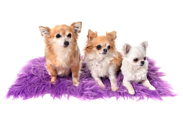 chihuahuas en studio