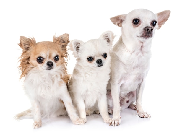 chihuahuas en studio