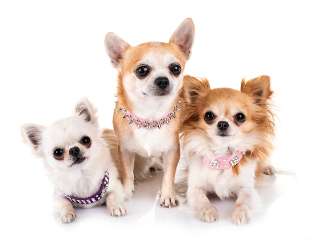 chihuahuas en studio