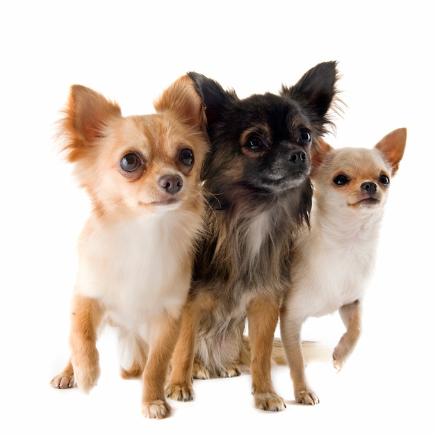 Chihuahuas