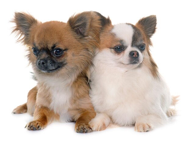 chihuahuas