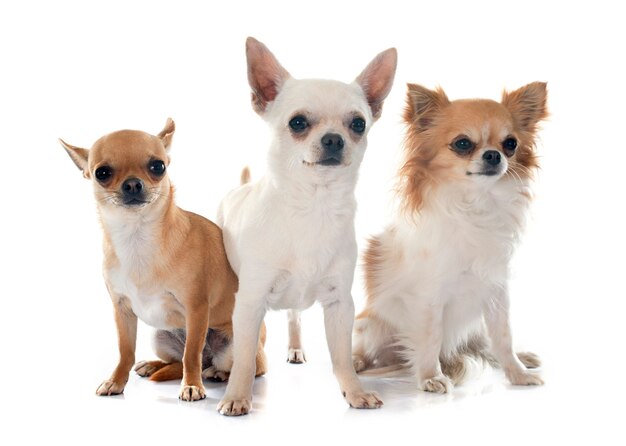 Chihuahuas