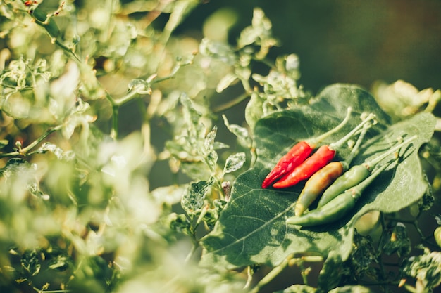 Chili avec un arrière-plan flou