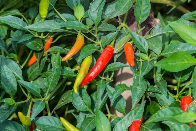 Chili pousse dans le jardin